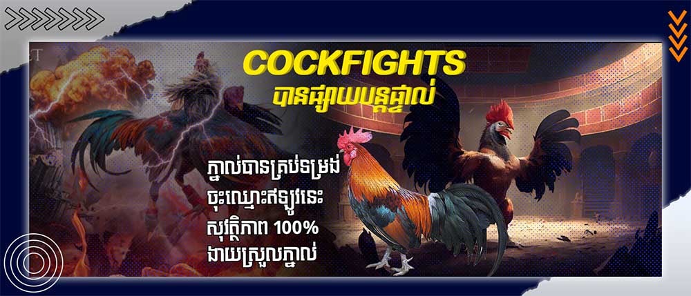 Cockfights បានផ្សាយបន្តផ្ទាល់